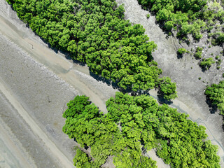 Green mangrove forest with morning sunlight. Mangrove ecosystem. Natural carbon sinks. Mangroves...