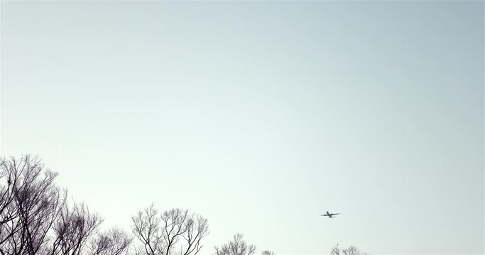 冬枯れした木々の上を飛行機が通りすぎる風景。