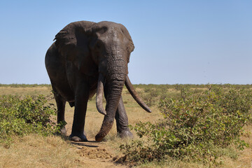 Obraz premium Afrikanischer Elefant / African elephant / Loxodonta africana