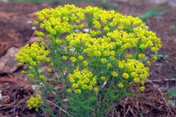 Euphorbia cyparissias. Poisonous perennial plant of the milkweed family. Occasionally used as a...