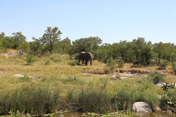 Kr&uuml;ger Park - Afrikanischer Busch / Kruger Park - African bush /