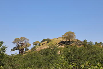 Fototapeta na wymiar Krüger Park - Afrikanischer Busch / Kruger Park - African bush /