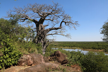Afrikanischer Busch - Krügerpark - Pioneer Dam / African Bush - Kruger Park - Pioneer Dam /