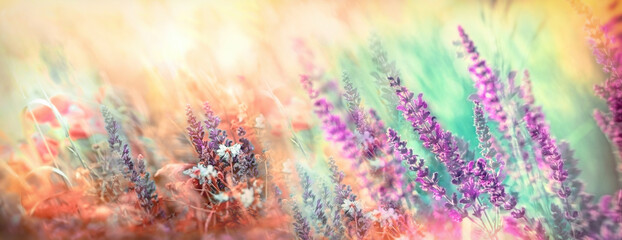 Selective and soft focus on purple flowers, beautiful wild flowers in meadow - 725596272