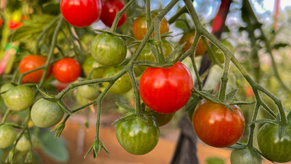 small red tomatoes in the greenhouse