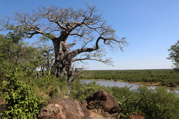 Afrikanischer Busch - Krügerpark - Pioneer Dam / African Bush - Kruger Park - Pioneer Dam /