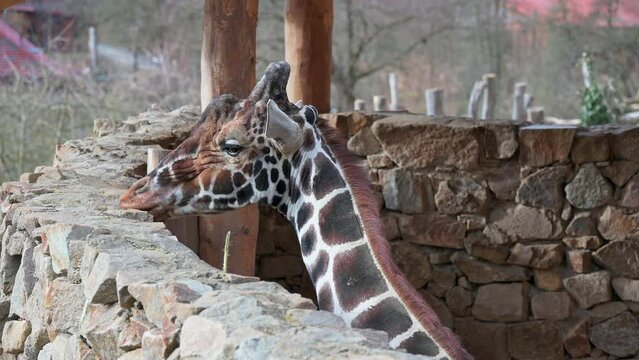 Nubian giraffe (latin name Giraffa camelopardalis camelopardalis), detail of animal head an neck.