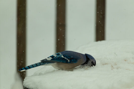 This cute little blue jay bird is perched in the fluffy white snow. His face buried in the ice crystals looking for food. The blue feathers standing out from the white background.