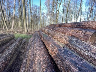 large felled trees at the edge of the forest
