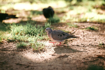 a pigeon on the ground