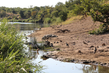 Afrikanischer Busch - Krügerpark - Tsendze River / African Bush - Kruger Park - Tsendze River /