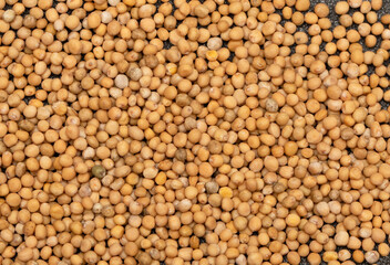 Mustard seeds, a basic ingredient in spicy culinary additives. 