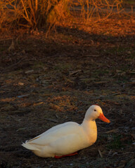 White duck in grass field.