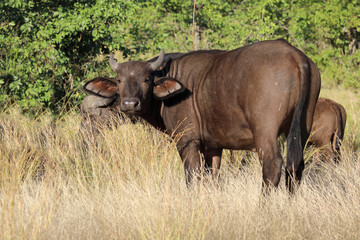 Kaffernbüffel / African buffalo / Syncerus caffer