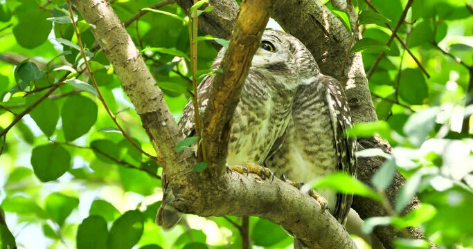 two lovely Spotted owlet (Athene brama) hiding on tree in mid-day.