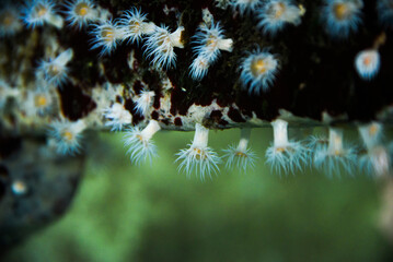 Anemones living in aquarium, beautiful sea creatures in aquarium.