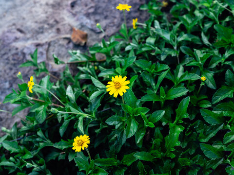 Golden crownbeard flowers in the focus with some more plants of the same yellow flower in the background