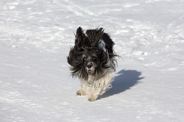 Ponscha, Schapendoes-Pon-Mix  mix running and playing in the snow