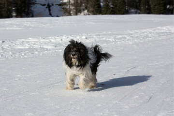 Ponscha, Schapendoes-Pon-Mix  mix running and playing in the snow