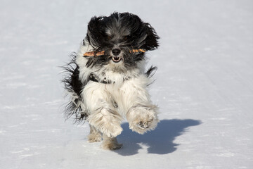 Ponscha mix has great fun in the snow and plays with a stick