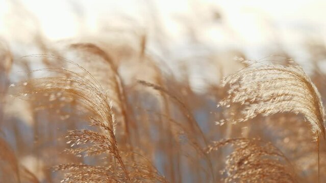 A wild field of reed blowing in the wind during a sunset in slow-motion.