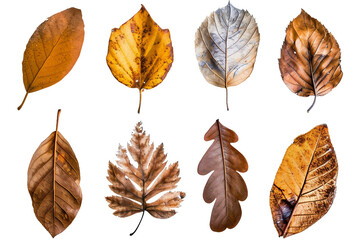 Collection of Dried Leaves Isolated on Transparent Background