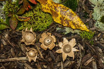 Collared Earthstar - Geastrum triplex
