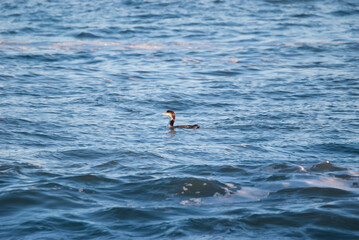 Obraz premium Common loon surfacing on the ocean