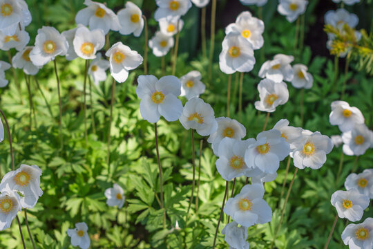 White anemones (windflowers) growing in botanical park on sunny day in springtime, anemones narcissiflora in spring time on edge of forest, floral background
