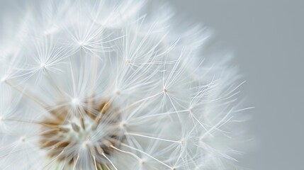 Close-up natural background of dandelion