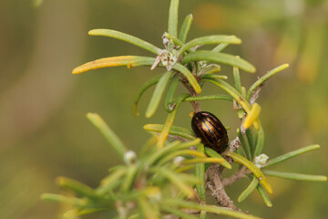 Chrysolina americana, escarabajo de oro o escarabajo del romero haciendo una siesta en planta de romero en Alcoy, Espa&ntilde;a