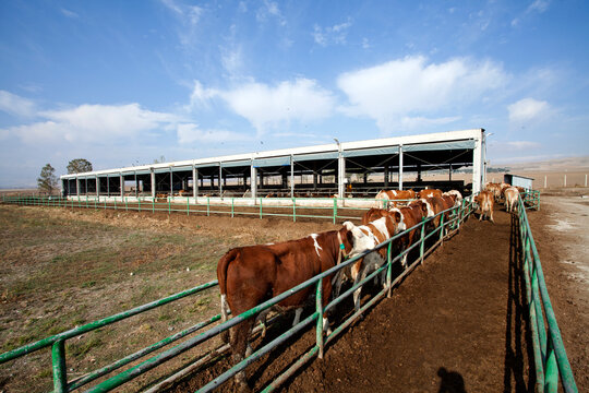 Wide-angle scenic view of modern open-air livestock barn shelters with a cattle herd at a dairy farm facility.