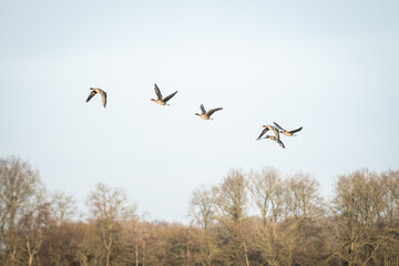 a skein, team, wedge or plump of greater white-fronted geese in formation flight. these migratory flying birds are wintering in the Netherlands sometimes known as greater whitefront goose