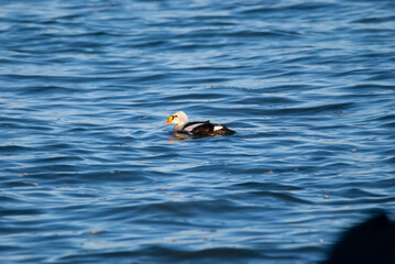 Rare Bird King Eider foraging in the water