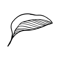 Single Leaf Line Art Illustration Isolated in White. Floral decoration branch leaf plant line. Modern single line art, aesthetic contour. Perfect for home decor such as posters, wall art, tote bag etc
