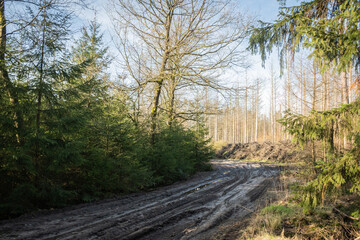 typical scene of Dutch Drenthe woodland forest. Netherlands wild tree area with muddy dirt road. natural rural countryside surrounding Kamp Westerbork