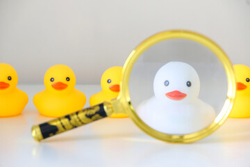 A white rubber duck seen through magnifying glass amongst yellow rubber duck job candidates....