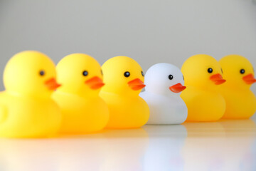 Rubber ducks in a row. Stand out and prejudice concept with white rubber duck in focus and in minority amongst yellow rubber ducks