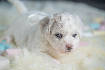 Bichon Frise puppy