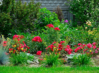 czerwone róże i żółte liliowce na rabacie, Hemerocallis, rosa, beautiful garden with shrubs, lily and rose, designer garden, yellow daylilies and red rosa in garden	