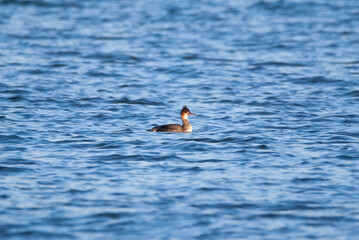 Red Breasted Merganser on the ocean