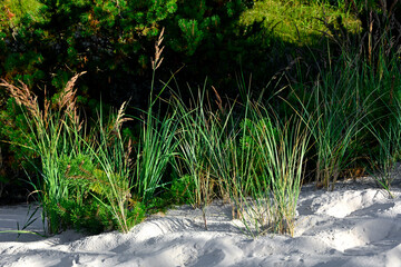 Wydmuchrzyca piaskowa,trawy na piaszczystej wydmie, Leymus arenarius, grass on sand dune, sea lyme grass at a coastal protection dune,Clusters of beach grass or sand ryegrass Leymus growing on dune 
 - obrazy, fototapety, plakaty