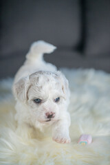 Bichon Frise puppy