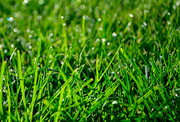 zielona trawa z poranną rosą w słońcu, green grass with morning dew in the sun, shiny dew drops, water on the green grass	