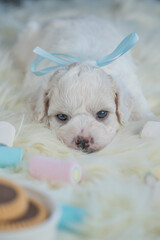 Bichon Frise puppy