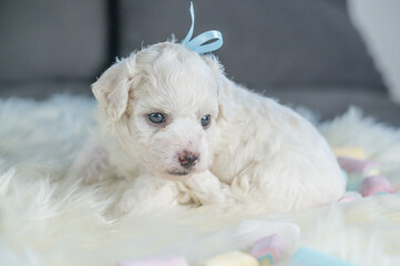 Bichon Frise puppies