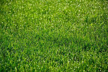 zielona trawa z poranną rosą w słońcu, green grass with morning dew in the sun, shiny dew drops, water on the green grass	