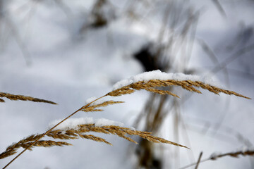 kwiatostan trawy zimą,. trawa pokryta śniegiem, grass branch in winter. Branch covered with snow. snow-covered grass, inflorescences of grass in winter, withered inflorescences of field grass 
