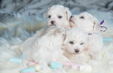 Bichon Frise puppies
