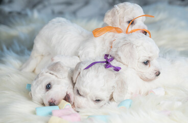 Bichon Frise puppy